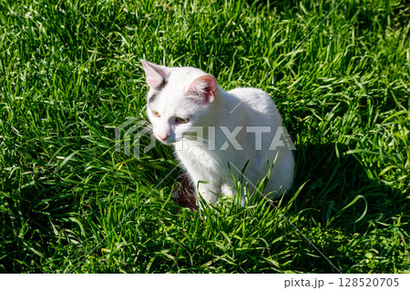 Cute cat in green grass on a meadow 128520705