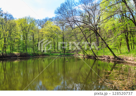 View of a beautiful lake in a green forest 128520737