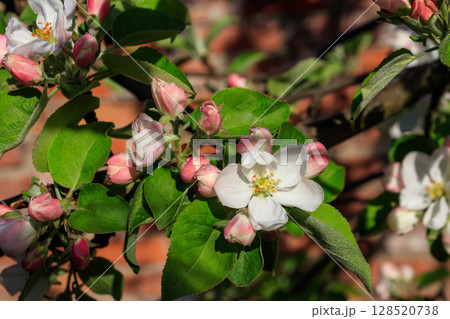 White blossom of apple tree at spring 128520738