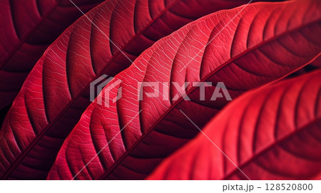 Closeup detail red betel leaves foliage botanical garden 128520800