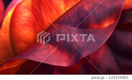 Closeup detail dramatic red dramatic leaves foliage botanical garden 128520801