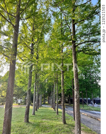 木の中をあるく 128521503