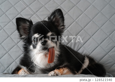 チワワ(Chihuahua) チワワ(Chihuahua) 128521540