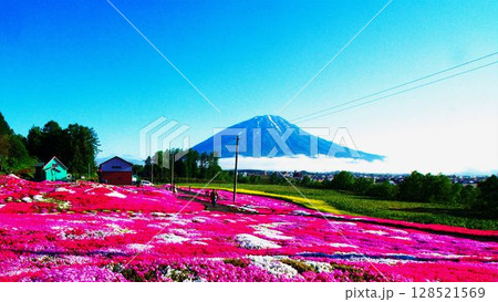 北海道俱知安町の芝桜公園 128521569