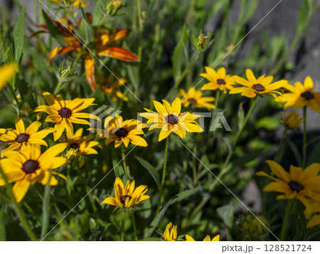 公園の花壇に咲くルドベキア 128521724