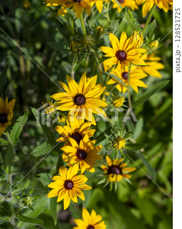 公園の花壇に咲くルドベキア 公園の花壇に咲くルドベキア 128521725
