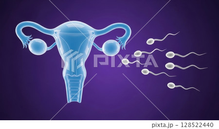 Translucent female reproductive system with...のイラスト素材 [128522440] - PIXTA