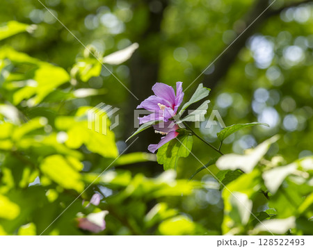 五月山に咲いたムクゲの花 128522493