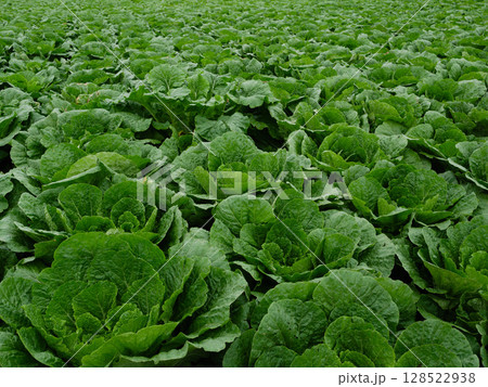 野菜畑 128522938