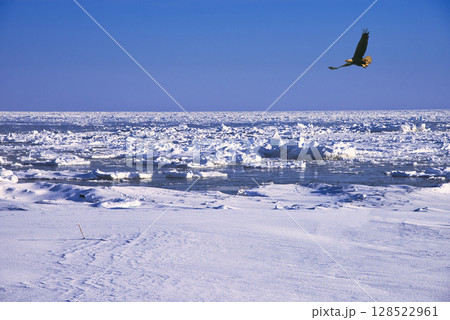 オホーツク海の流氷原を飛行する鷲 オホーツク海の流氷原を飛行する鷲 128522961