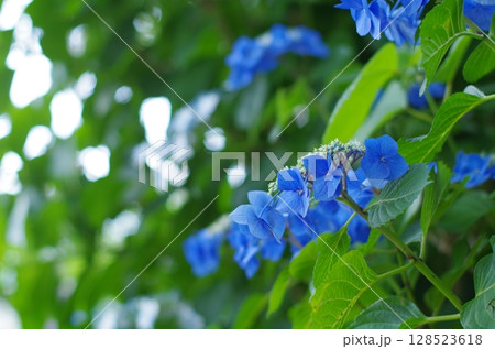 夏風に揺れて 夏風に揺れて 128523618