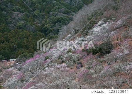 神奈川県湯河原の春の梅林 128523944