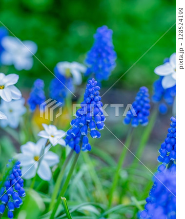 満開のムスカリとハナニラのコラボ情景 128524199