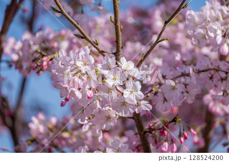 光を浴びて輝く満開の鮮やかなピンクの桜の花 128524200