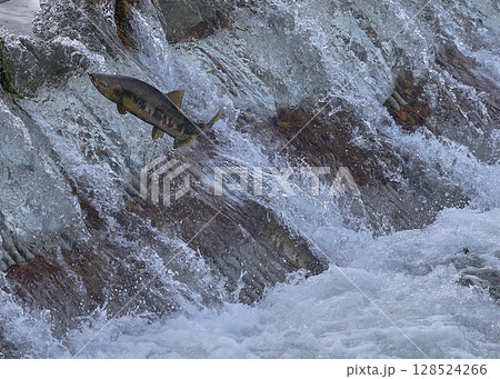 サケ 遡上 跳ねる サケ 遡上 跳ねる 128524266