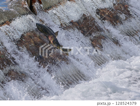 サケ 遡上 跳ねる サケ 遡上 跳ねる 128524379