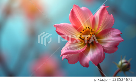 Delicate pink dahlia flower with vibrant yellow center against a soft blurred blue background is so captivating 128524673