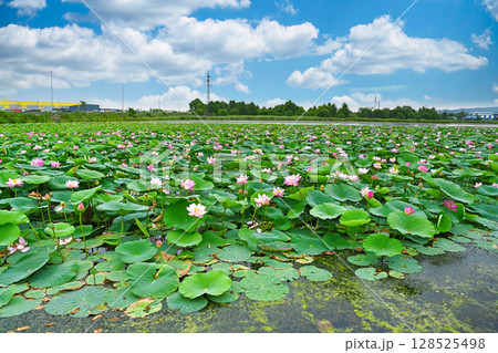 Blooming Komarov lotus field in Primorsky Krai, Far East Russia. Wide view of pink flowers and green leaves under blue summer sky with clouds. Blooming Komarov lotus field in Primorsky Krai, Far East Russia. Wide view of pink flowers and green leaves under blue summer sky with clouds. 128525498
