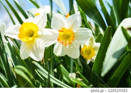 Close-up of blooming daffodil Flower Record with bright yellow petals and orange cup, captured in sunny weather. The flower fills the frame with vivid spring colors. Close-up of blooming daffodil Flower Record with bright yellow petals and orange cup, captured in sunny weather. The flower fills the frame with vivid spring colors. 128525501