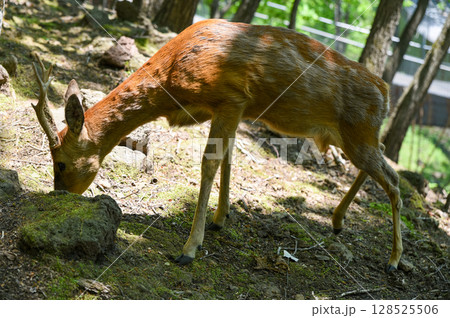 European roe deer buck with growing antlers grazes on a forest slope. Sunlight highlights its fur, showing seasonal shedding and slender body. 128525506