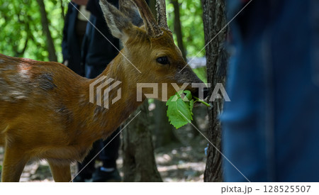 Close-up of a European roe deer eating green leaves in a forest. The young buck has developing antlers and stands near people in the shaded woods. Close-up of a European roe deer eating green leaves in a forest. The young buck has developing antlers and stands near people in the shaded woods. 128525507