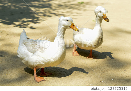 Two white Pekin crested ducks stand side by side, slightly turned, looking at the camera. Bright sunlight highlights their fluffy crests and clean feathers. Two white Pekin crested ducks stand side by side, slightly turned, looking at the camera. Bright sunlight highlights their fluffy crests and clean feathers. 128525513