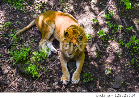 A majestic male lion lies on a forest floor covered with leaves and greenery. Captured in the natural habitat of Primorsky Krai, Russian Far East. A majestic male lion lies on a forest floor covered with leaves and greenery. Captured in the natural habitat of Primorsky Krai, Russian Far East. 128525514