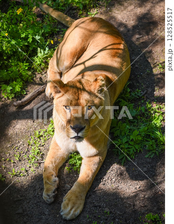 A lioness lies on sunlit ground surrounded by greenery in Primorsky Krai, Russian Far East. Her gaze is calm and intense under patches of light and shadow. A lioness lies on sunlit ground surrounded by greenery in Primorsky Krai, Russian Far East. Her gaze is calm and intense under patches of light and shadow. 128525517