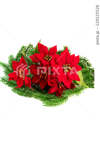 Cluster of vivid red poinsettia flowers resting on green fir branches. A festive and classic Christmas composition for seasonal decoration. Cluster of vivid red poinsettia flowers resting on green fir branches. A festive and classic Christmas composition for seasonal decoration. 128525526