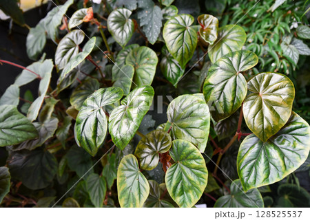 Close-up of Peperomia caperata foliage with textured, heart-shaped green leaves featuring deep veins and hints of bronze, grown in lush indoor conditions. Close-up of Peperomia caperata foliage with textured, heart-shaped green leaves featuring deep veins and hints of bronze, grown in lush indoor conditions. 128525537