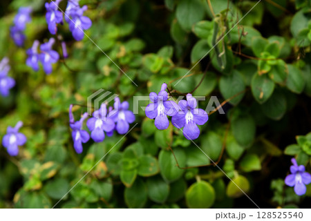 Close-up of Streptocarpus Streptocarpella Concord Blue flowers with soft violet petals and green leaves in natural summer light. 128525540