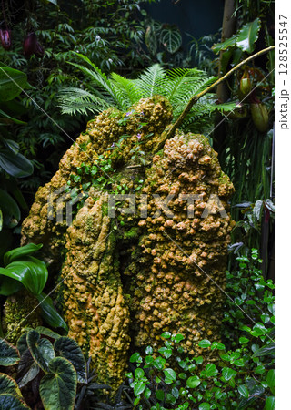 Moss-covered mineral formation resembling a stalagmite, surrounded by tropical plants and ferns in a lush, humid indoor greenhouse environment. 128525547