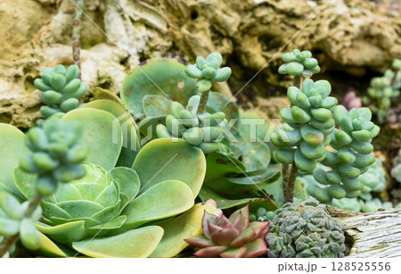 Mixed succulents growing among rocks in natural light. Close-up of various fleshy leaves and rosettes in green tones, Sedum and Echeveria species. 128525556