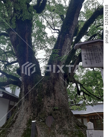 神社の大きな木 木 大木 神社の大きな木 木 大木 128526288