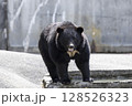 大きなツキノワグマ 128526323