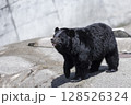 大きなツキノワグマ 128526324