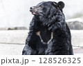大きなツキノワグマ 128526325