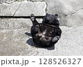 おやつが欲しいツキノワグマ 128526327