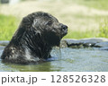 水浴びヒグマ 128526328