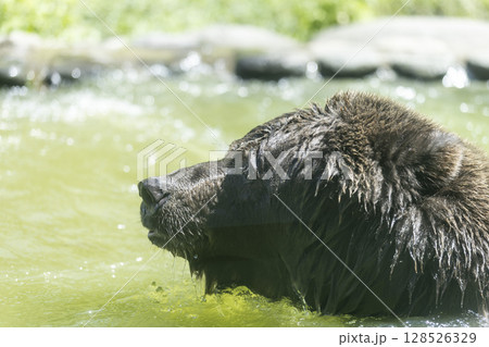 水浴びヒグマ 128526329
