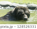 水浴びヒグマ 128526331