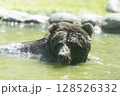 水浴びヒグマ 128526332