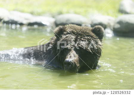 水浴びヒグマ 128526332