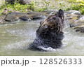 水浴びヒグマ 128526333