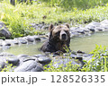 水浴びヒグマ 128526335