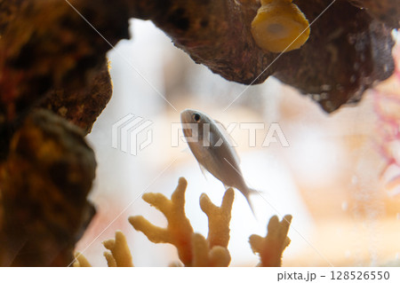水槽の中を泳ぐ熱帯魚とサンゴ④ 水槽の中を泳ぐ熱帯魚とサンゴ④ 128526550