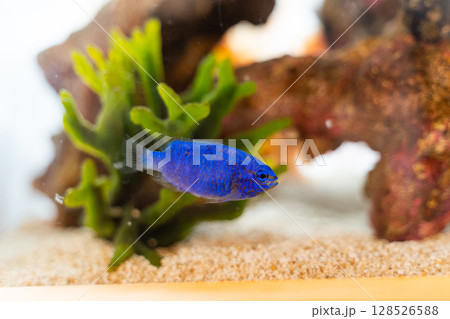 鮮やかな青い熱帯魚と水槽内の景色 鮮やかな青い熱帯魚と水槽内の景色 128526588