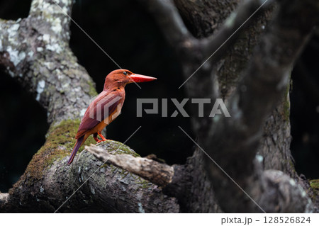 樹の小枝で休憩中のリュウキュウアカショウビン 樹の小枝で休憩中のリュウキュウアカショウビン 128526824