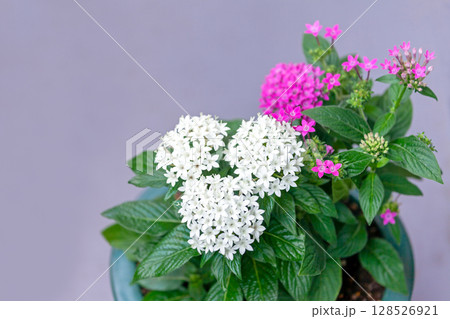 鉢植えのペンタス 鉢植えのペンタス 128526921