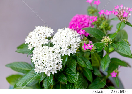 鉢植えのペンタス 128526922